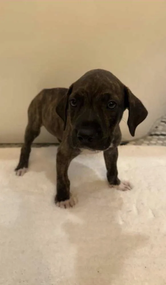 A baby small-sized male Mixed Breed dog named Of Grey Collar for adoption in Lakeland, FL