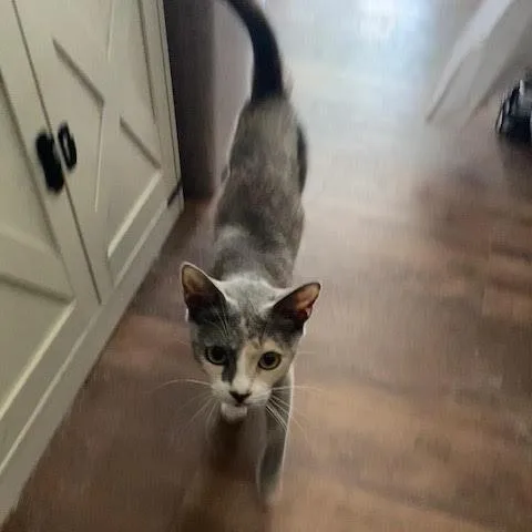 A young small-sized female Calico Domestic Short Hair cat named Lily for adoption in Los Angeles, CA