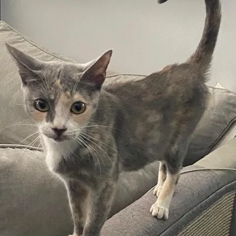 Lily thumbnail 3