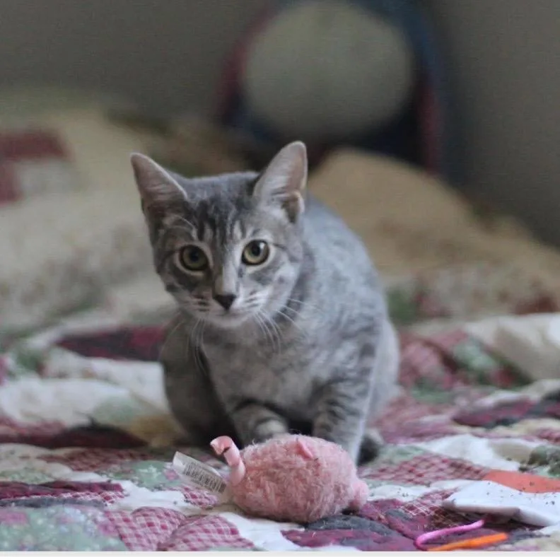 A baby small-sized female Gray / Blue / Silver Domestic Short Hair cat named Thumper for adoption in Yucca Valley, CA