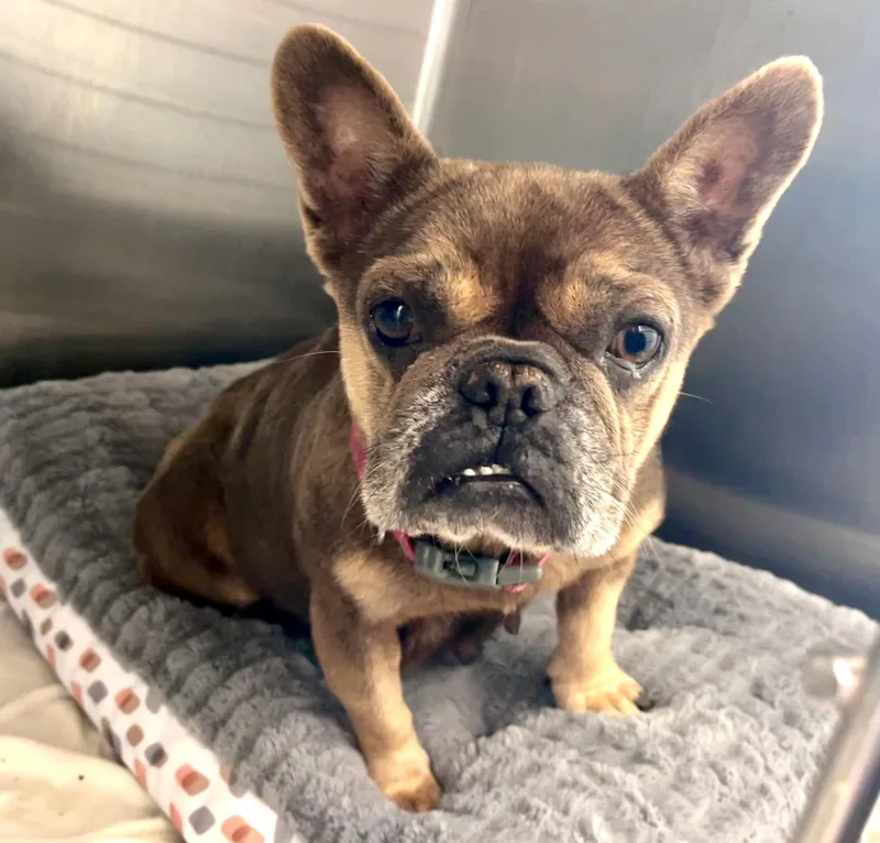 An adult medium-sized female French Bulldog dog named Kristen for adoption in PALM BAY, FL