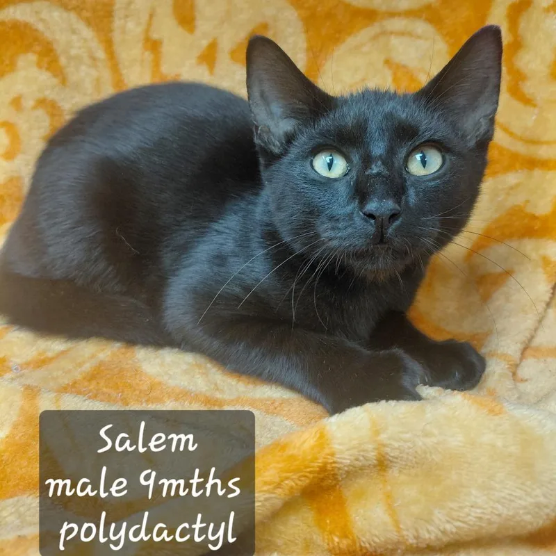 A young small-sized male Domestic Short Hair cat named Salem for adoption in New Tazewell, TN