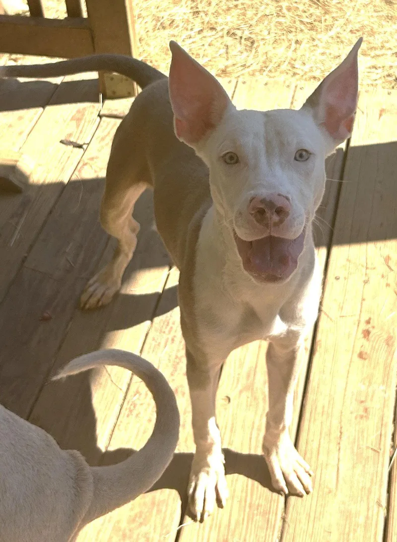 A young large-sized male Pit Bull Terrier dog named Werther for adoption in Wetumpka, AL