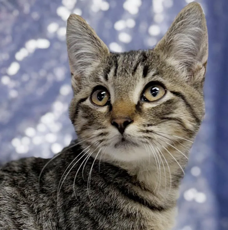 A baby small-sized male Tabby (Brown / Chocolate) Tabby cat named Hugh is a mini for adoption in Bedford Hills, NY