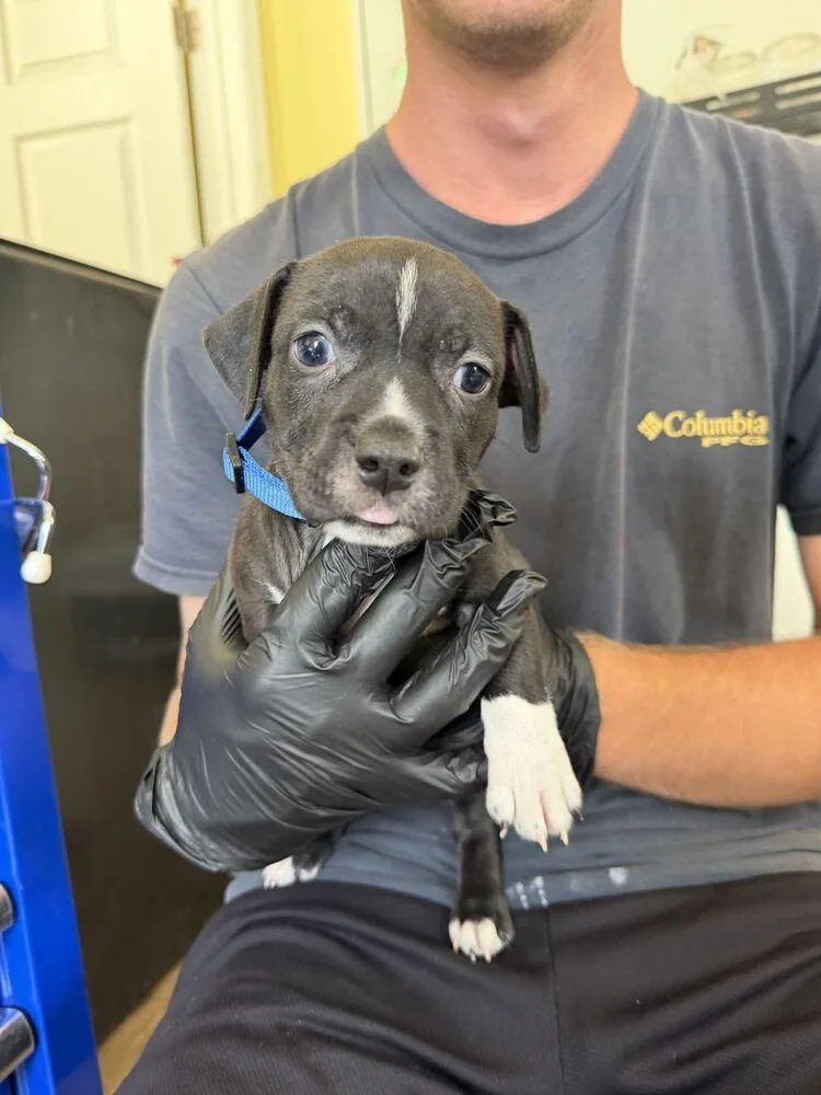 A baby small-sized male Tricolor (Brown, Black, & White) American Bulldog dog named Monterey Mozzarella for adoption in Lakeland, FL