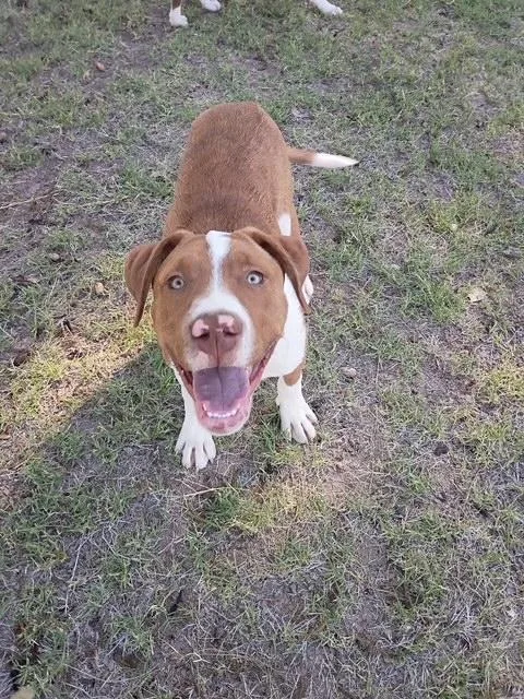 A baby medium-sized male Pit Bull Terrier dog named Coach for adoption in Corsicana, TX