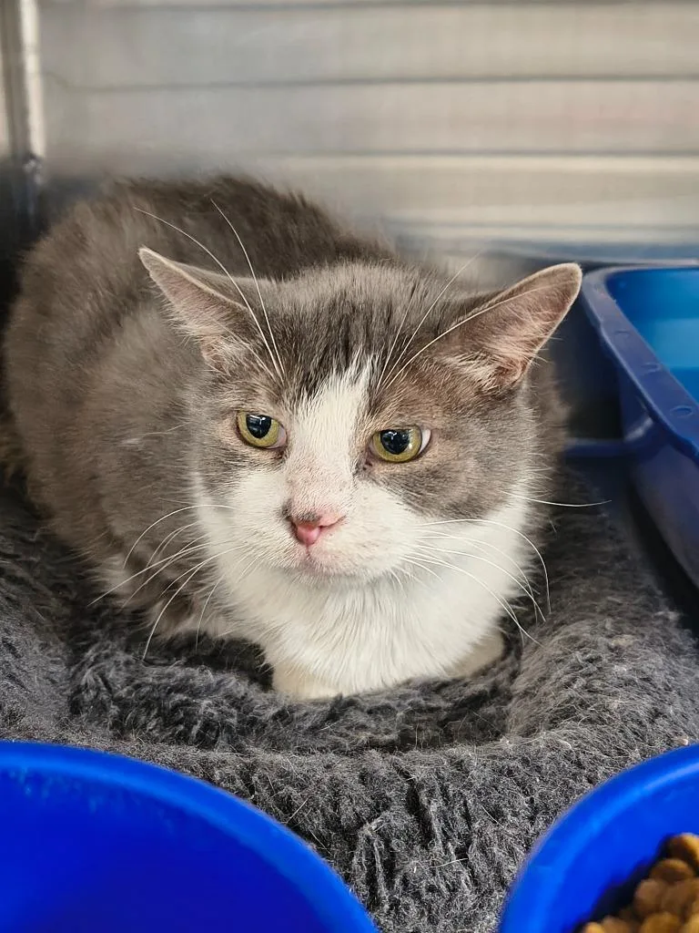 An adult large-sized male Domestic Short Hair cat named Mau Mau for adoption in Maryville, TN