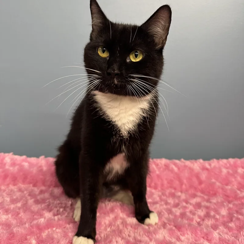 A young medium-sized female Black & White / Tuxedo Domestic Short Hair cat named Shania for adoption in Exeter, RI