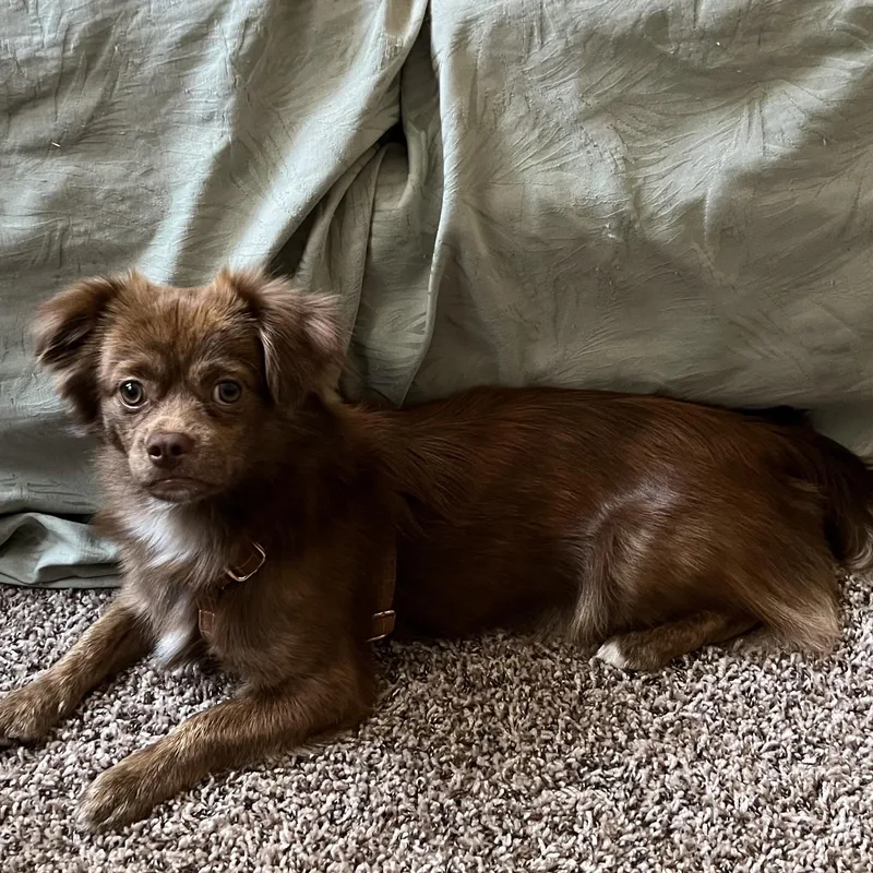 A young small-sized male Brown / Chocolate Pekingese dog named Hershey for adoption in Atwater, CA