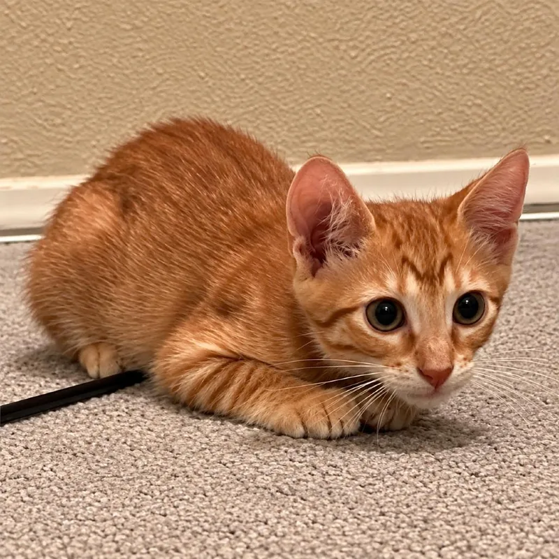A baby small-sized male Orange / Red Domestic Short Hair cat named Trump for adoption in Houston, TX