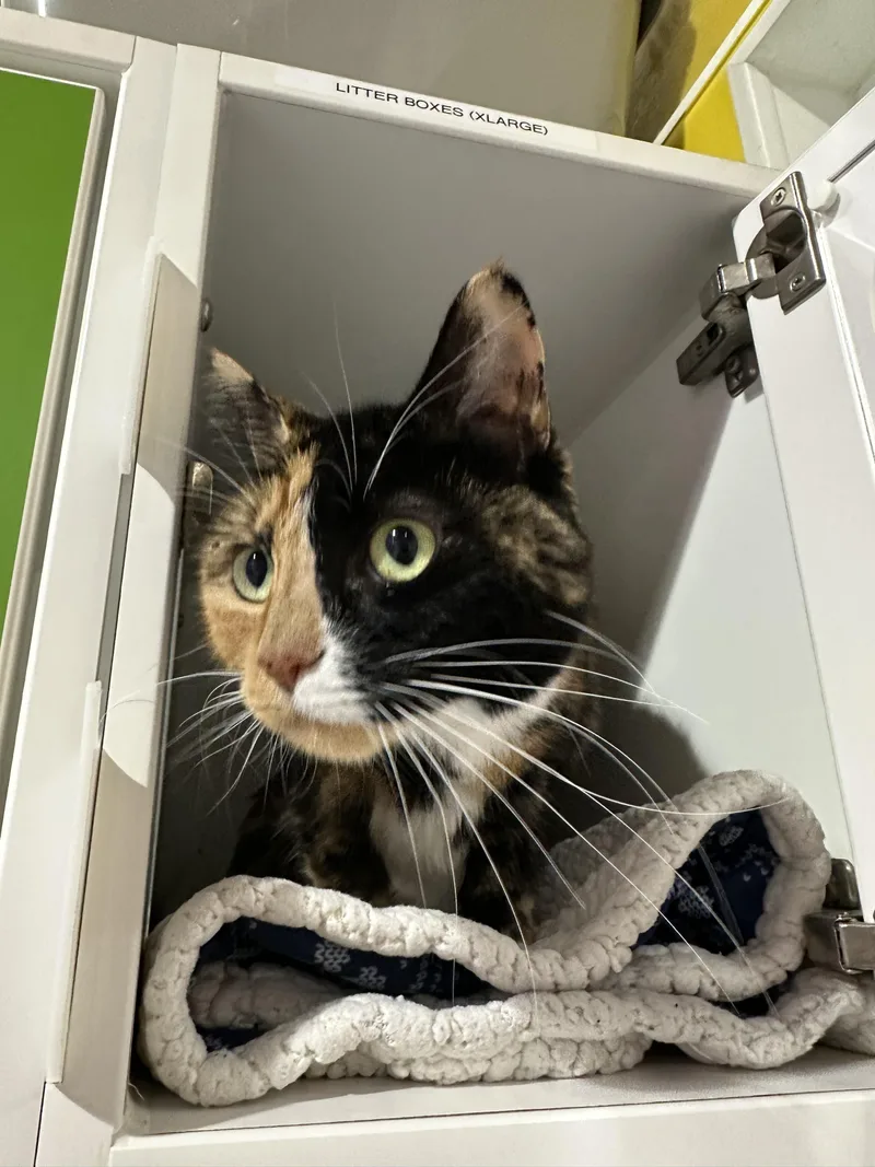 An adult medium-sized female Domestic Medium Hair cat named Madeline for adoption in Seattle, WA