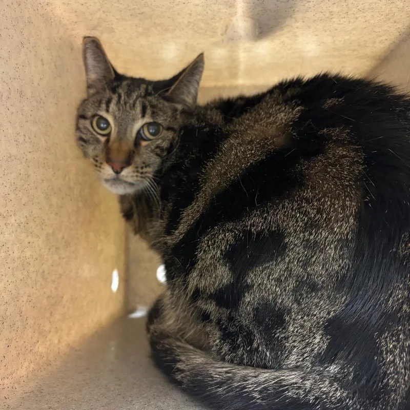 A senior large-sized male Domestic Short Hair cat named Freddie for adoption in Reno, NV