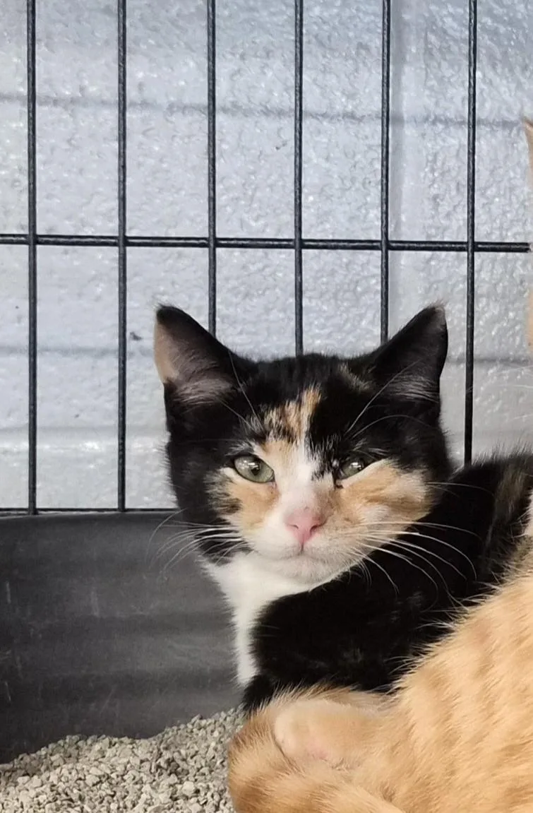 A baby small-sized female Domestic Short Hair cat named Jade for adoption in Hermitage, PA