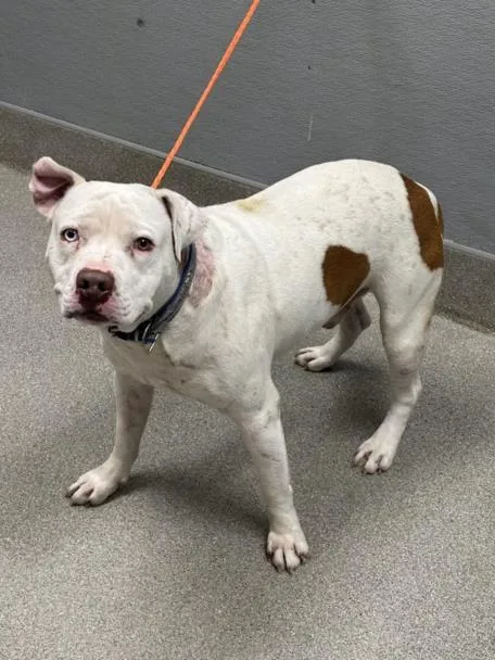 An adult medium-sized male Pit Bull Terrier dog named Marshmallow for adoption in Las Vegas, NV
