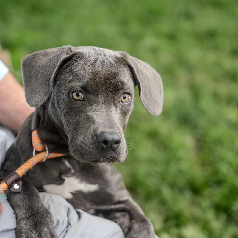 A baby medium-sized female Gray / Blue / Silver Pit Bull Terrier dog named Livie for adoption in Pawling, NY