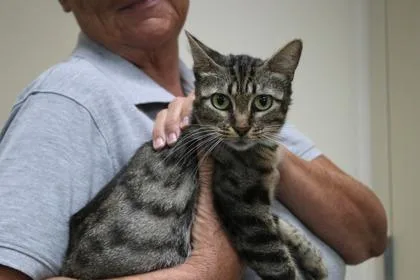 An adult large-sized female Domestic Short Hair cat named Princess for adoption in Brunswick, GA