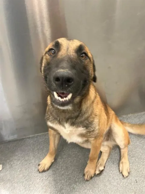 An adult medium-sized male Mixed Breed dog named Canelo for adoption in Dallas, TX