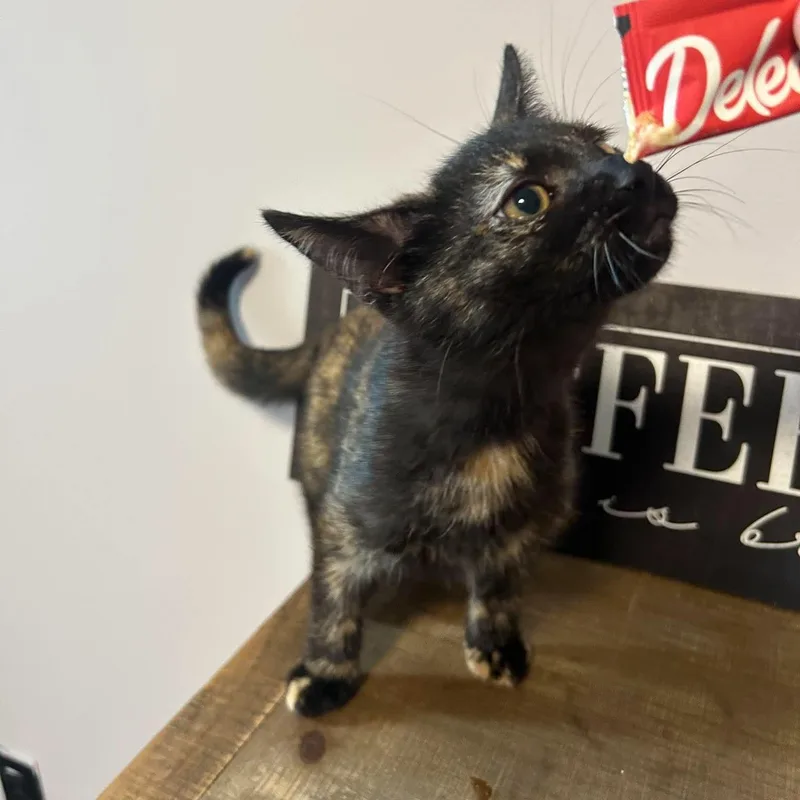 A baby small-sized female Tortoiseshell Domestic Short Hair cat named Mocha for adoption in Kent, OH