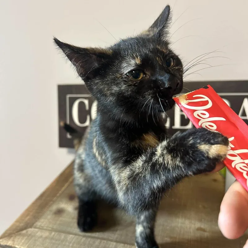 Mocha thumbnail 3