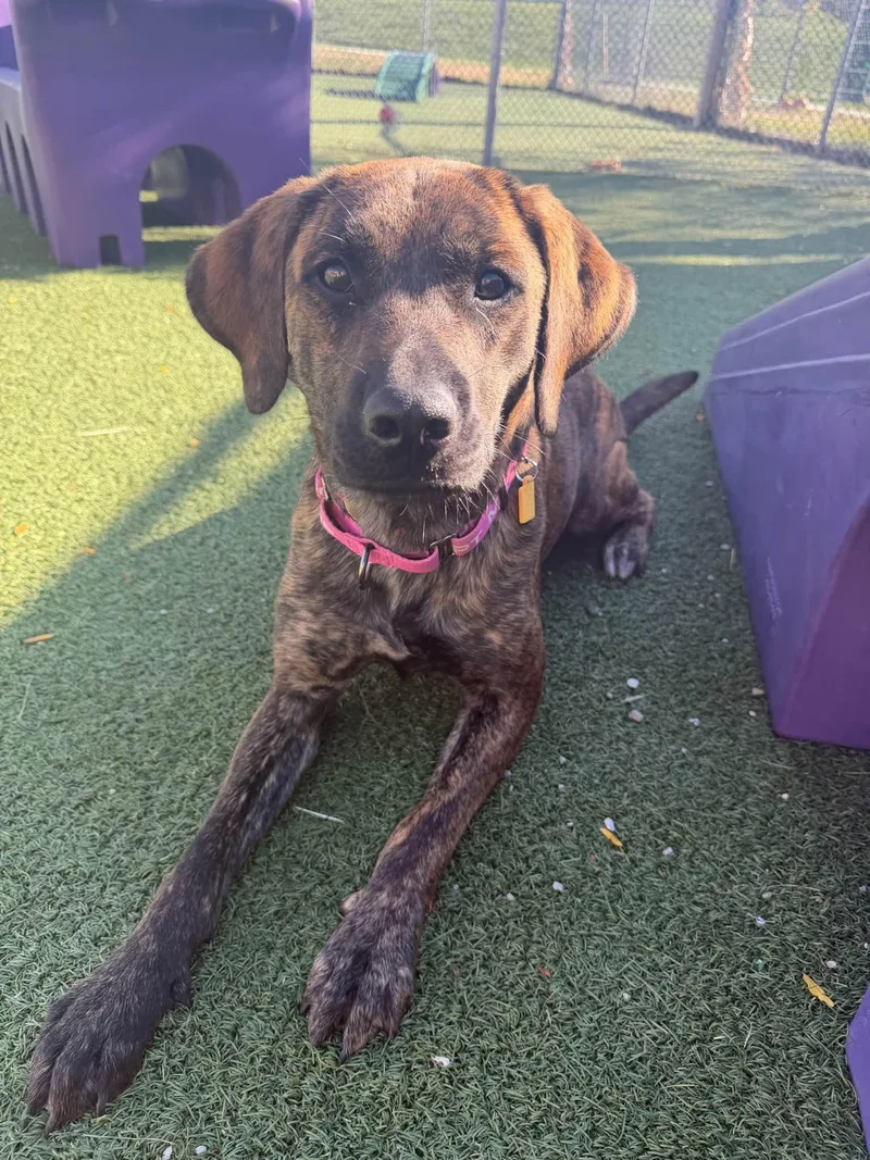 A young medium-sized female Hound dog named Fig for adoption in Cleveland, OH