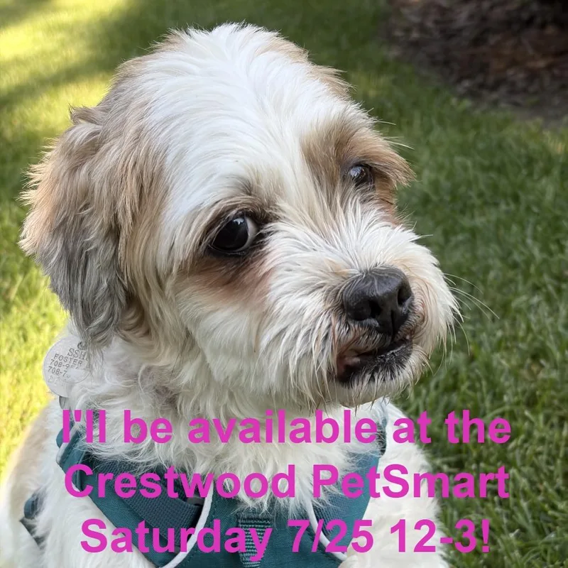 A senior small-sized male White / Cream Mixed Breed dog named Prancer for adoption in Matteson, IL