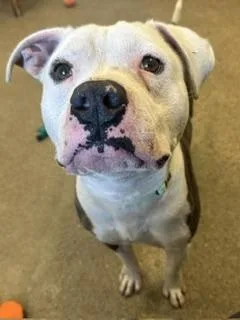 A young large-sized male Pit Bull Terrier dog named Scar for adoption in Cleveland, OH
