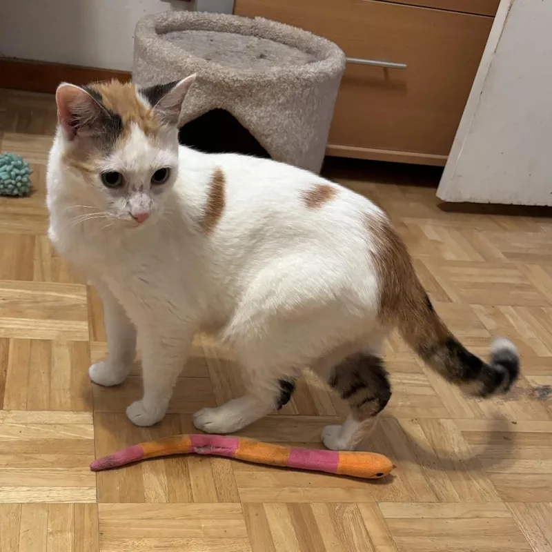 An adult medium-sized female Calico Domestic Medium Hair cat named Helena for adoption in Prosper, TX