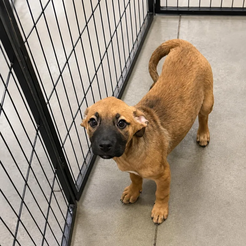 A young medium-sized female Black Mouth Cur dog named Holly Maurice for adoption in Portland, ME