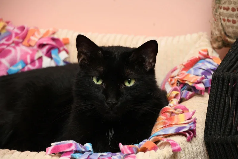 A young medium-sized male American Shorthair cat named Big Papa for adoption in Naples, FL