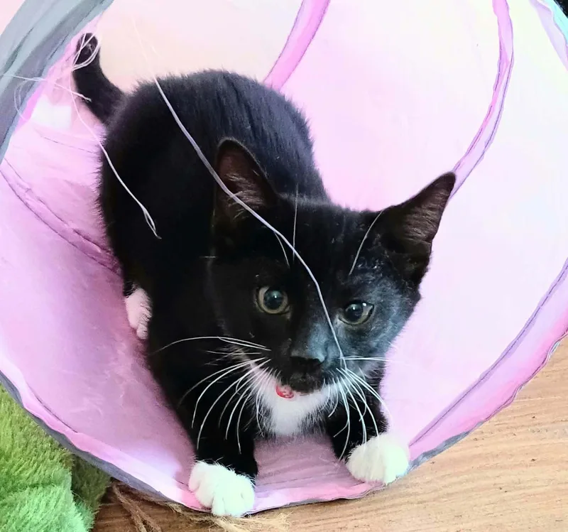 A young medium-sized female Domestic Short Hair cat named Little Miss for adoption in Belchertown, MA