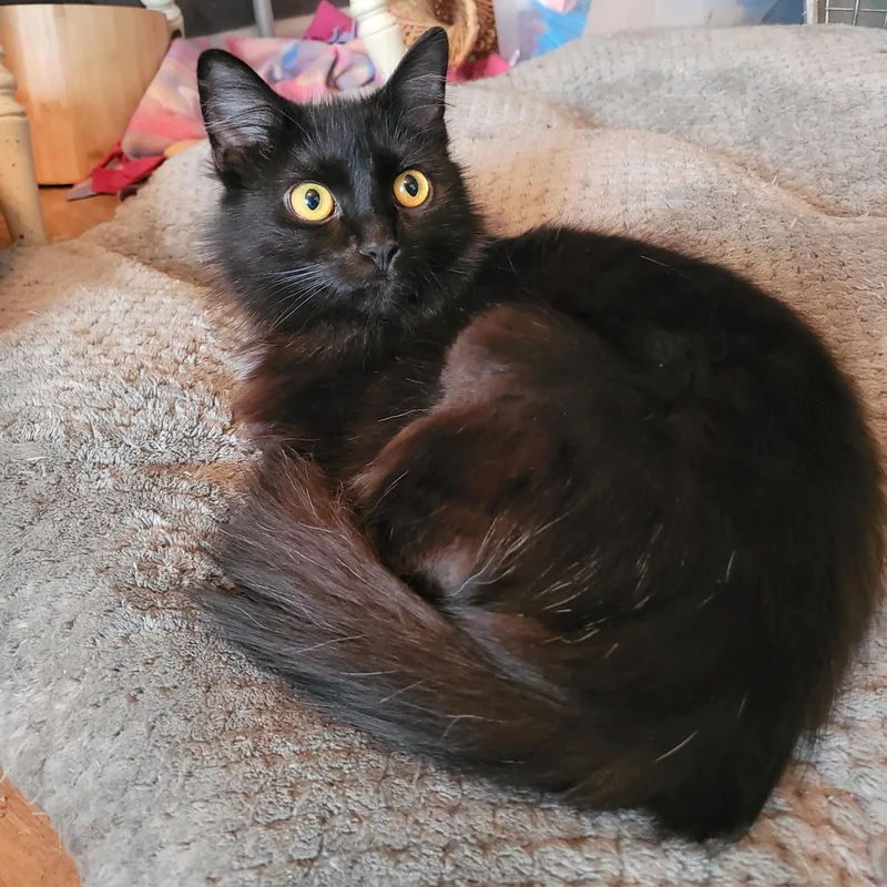 A young small-sized female Black Domestic Long Hair cat named Slim Chickens for adoption in Whitestown, IN