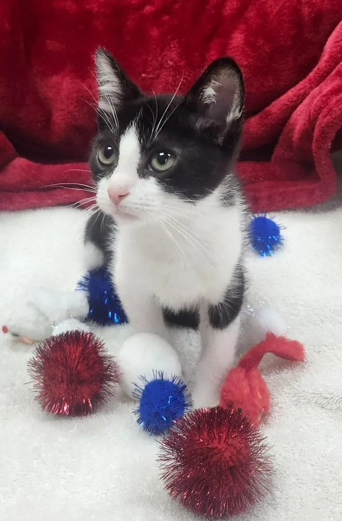 A baby small-sized male Domestic Short Hair cat named Barcode for adoption in Little Rock, AR