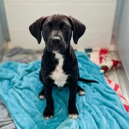 A baby medium-sized male Black Labrador Retriever dog named Nelson for adoption in South Elgin, IL