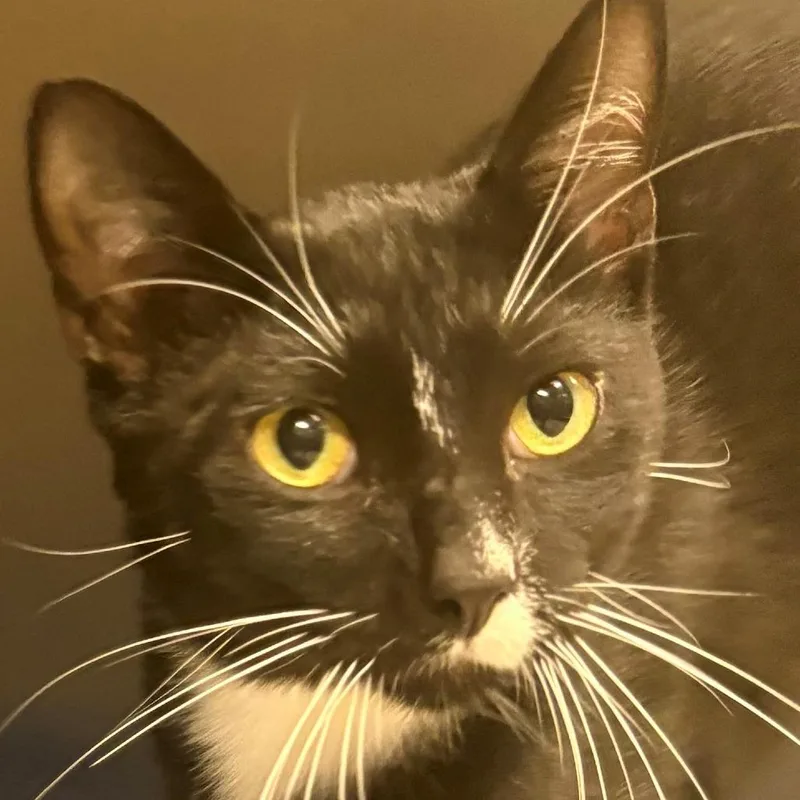 An adult medium-sized male Black Domestic Short Hair cat named Pierre for adoption in East Hanover, NJ
