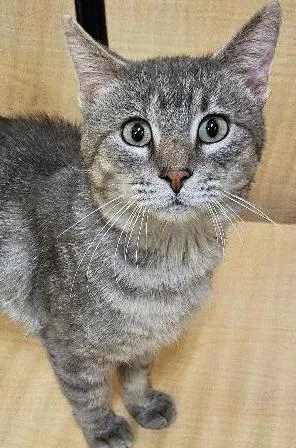 An adult small-sized male Tabby (Gray / Blue / Silver) Domestic Short Hair cat named Oakley for adoption in Tulsa, OK