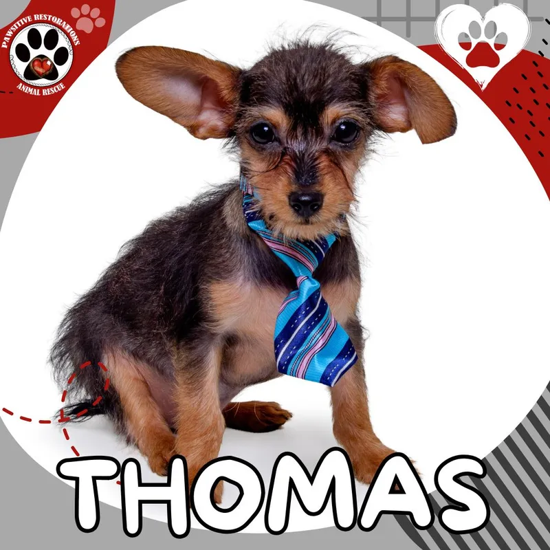 Thomas thumbnail 2