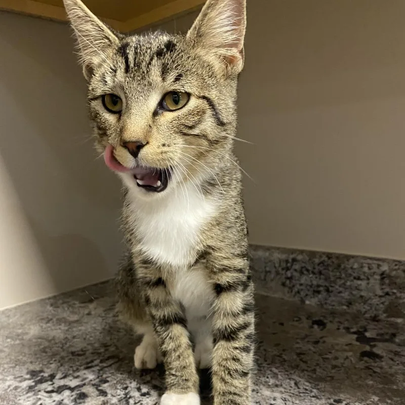 A young medium-sized male Brown / Chocolate Domestic Short Hair cat named Dragon for adoption in Wadena, MN