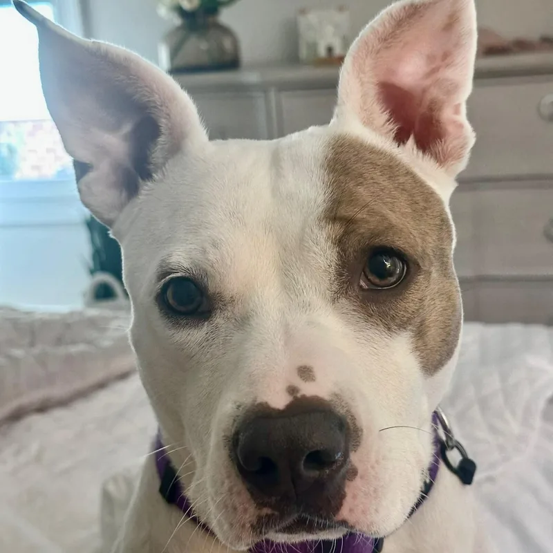 An adult medium-sized female American Bulldog dog named Ellie for adoption in Cordova, TN