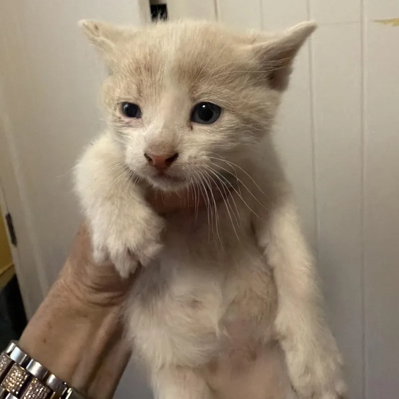 A baby small-sized male Buff / Tan / Fawn Domestic Short Hair cat named Fin for adoption in Pennsville, NJ