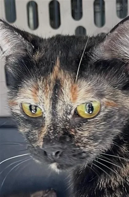 Tori