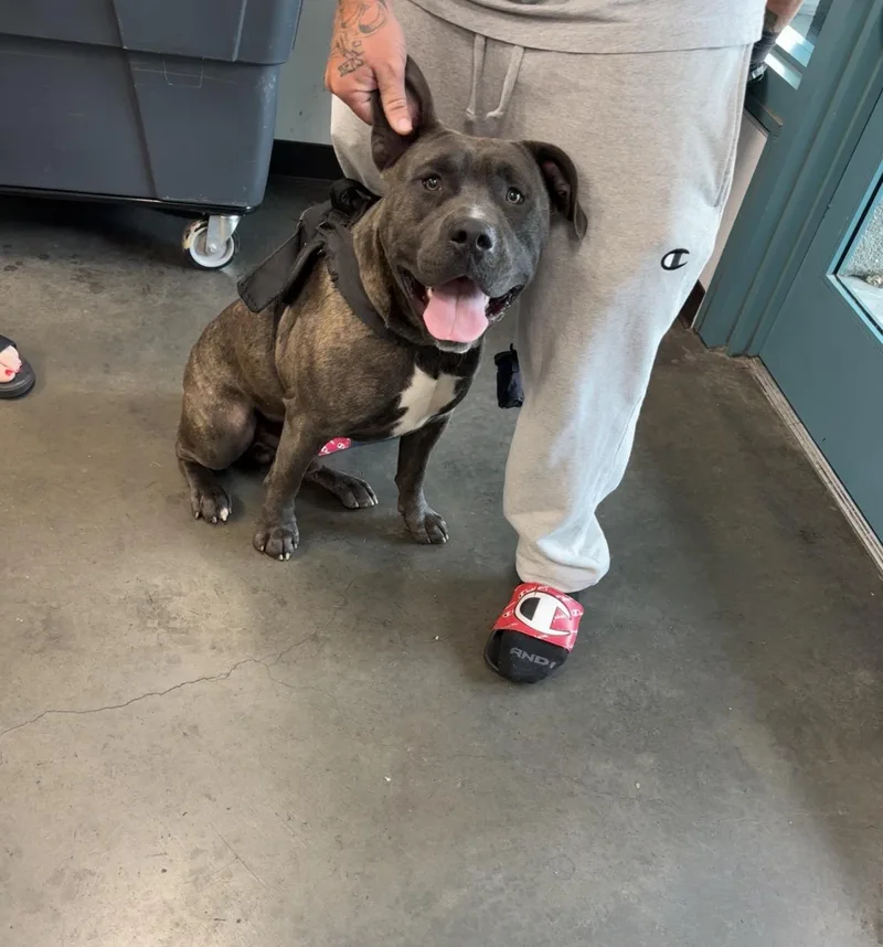 A young small-sized male Pit Bull Terrier dog named Aries for adoption in Chatsworth, CA