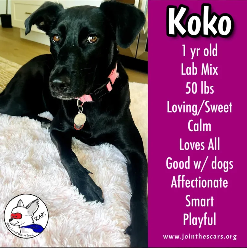 Koko
