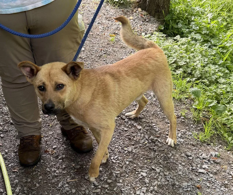 An adult medium-sized male Yellow Labrador Retriever dog named Timber for adoption in Elkins, WV