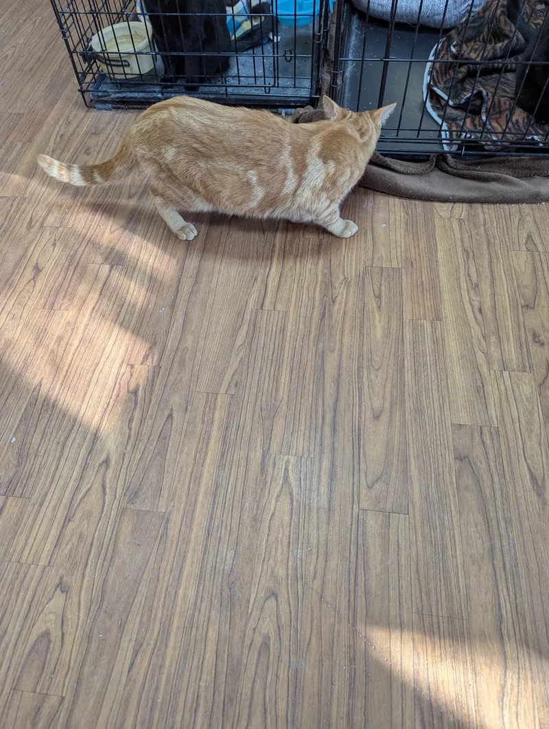 Peter Pan thumbnail 2