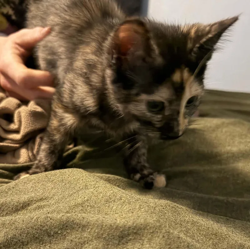 Brownie thumbnail 3
