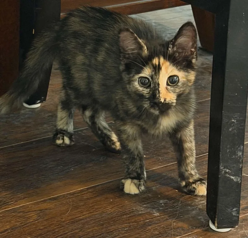Brownie thumbnail 4
