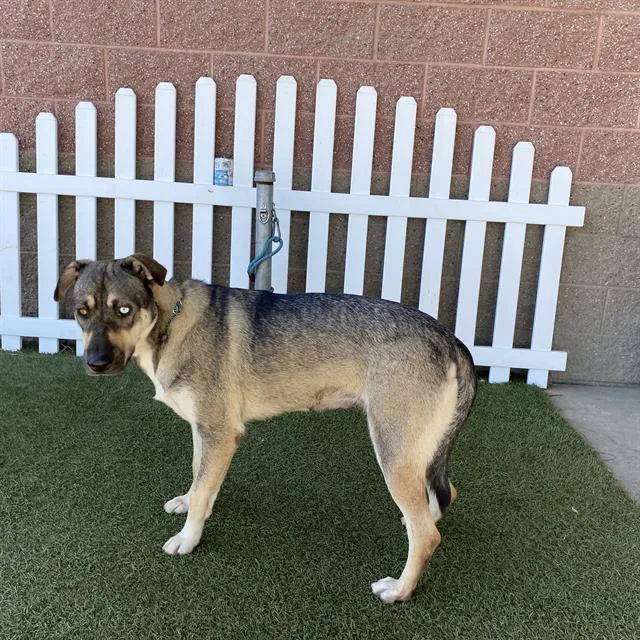 A young large-sized female German Shepherd Dog dog named A for adoption in Modesto, CA