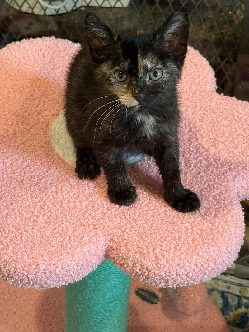 A baby medium-sized female Tortoiseshell Domestic Short Hair cat named Cori for adoption in Old Bridge, NJ