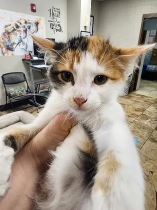 A baby small-sized female Domestic Medium Hair cat named Jasmine $ for adoption in Seneca, SC
