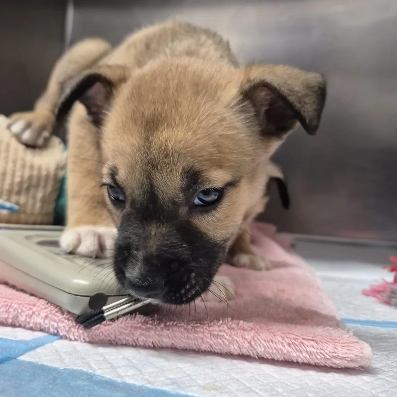 A baby small-sized female Brown / Chocolate Pit Bull Terrier dog named Pepper for adoption in Newark, NJ